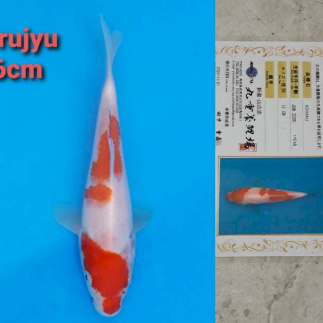 Marujyu kohaku 16cm certi