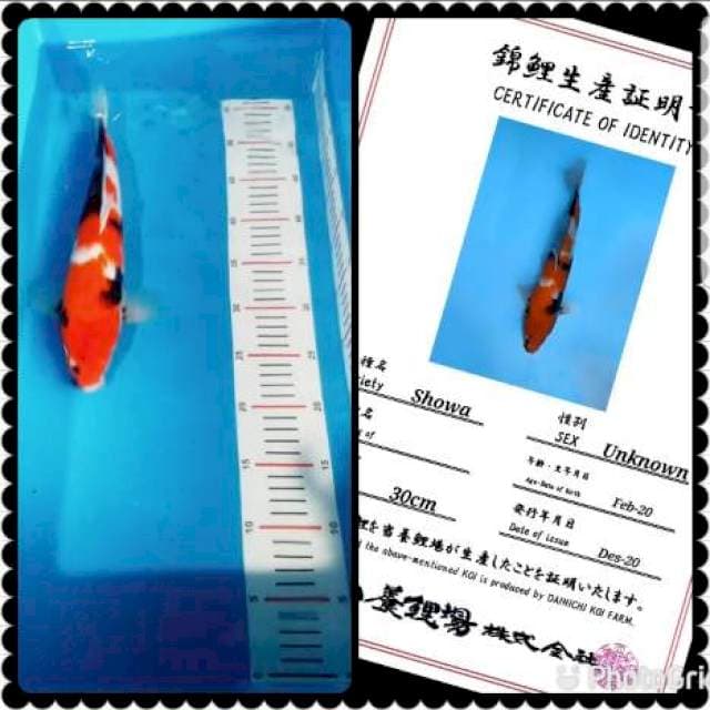 Shiwa import 35bu