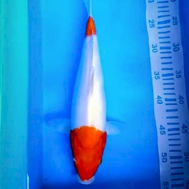 Kohaku 2 step 37cm