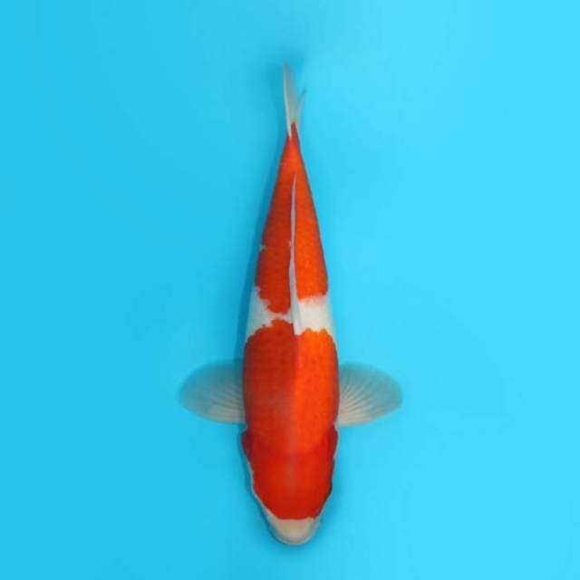 43CM - KOHAKU
