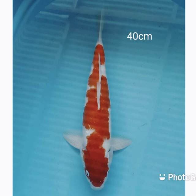 Jumbo kohaku #2
