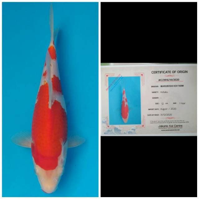Maruboshi Kohaku