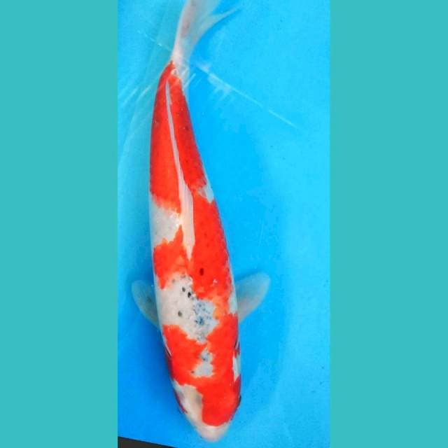 Goshiki strong 36cm