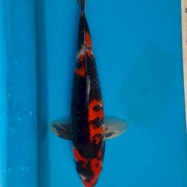 Showa 30cm 