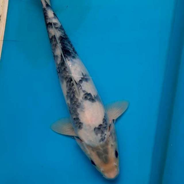 Shiro tategoi 27cm 