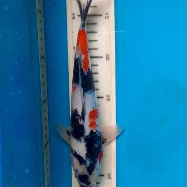 Showa 25cm