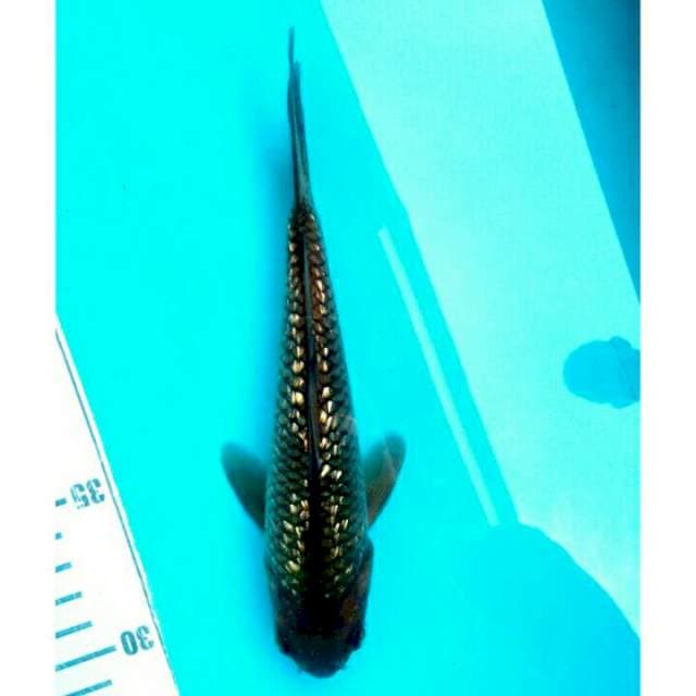 Chagoi 1 F1 ogatha