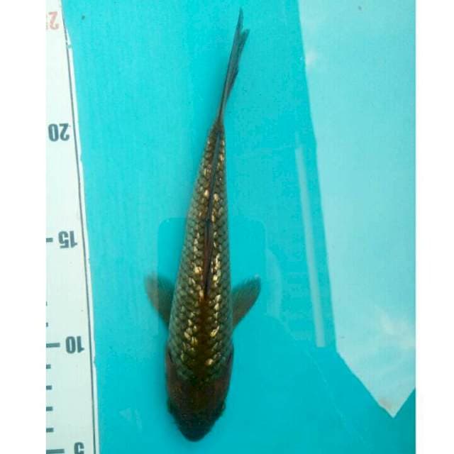 Chagoi 2 F1 ogatha