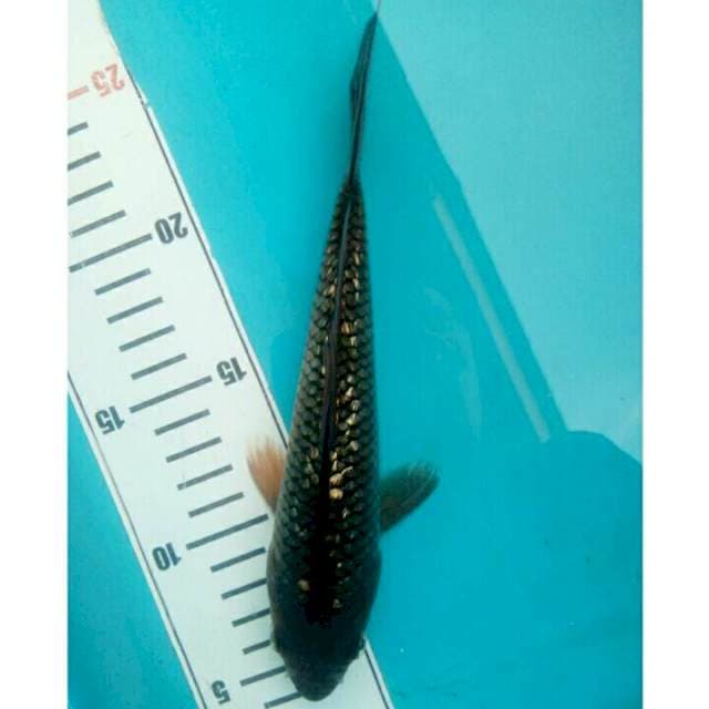 Chagoi 3 f1 ogatha