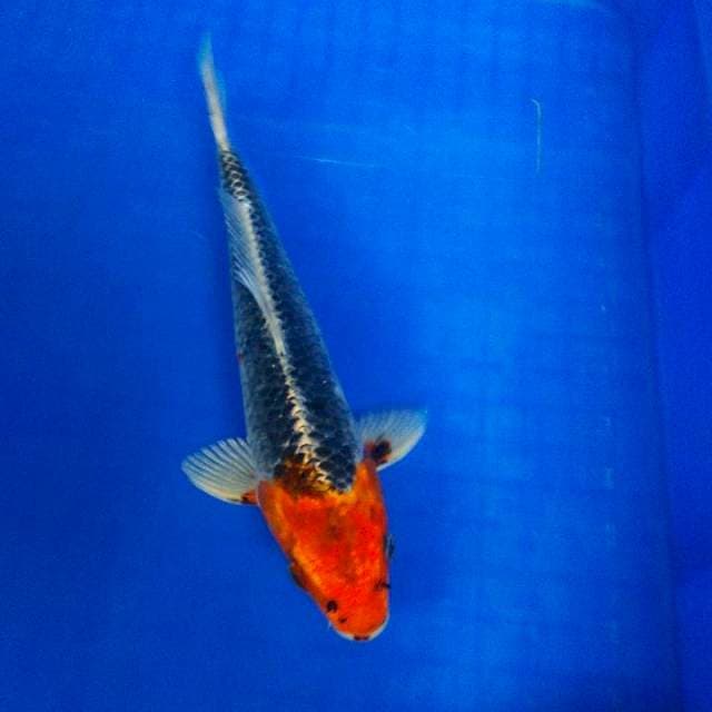 Tanco Ghosiki 25cm