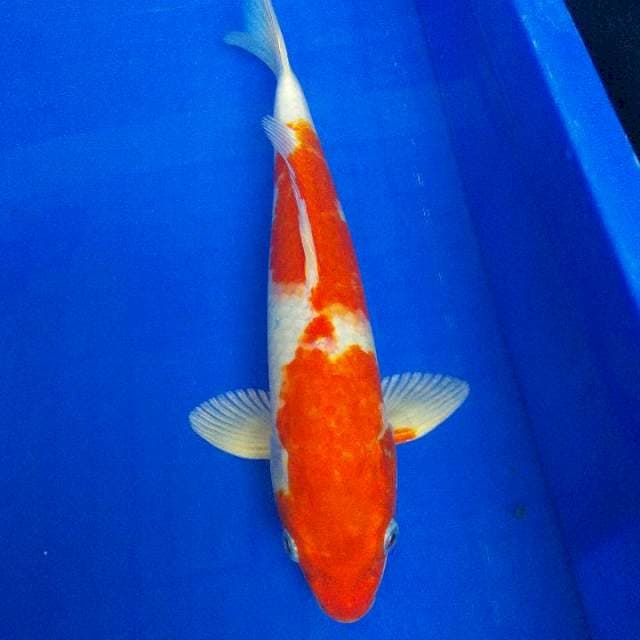 kikushui 29cm