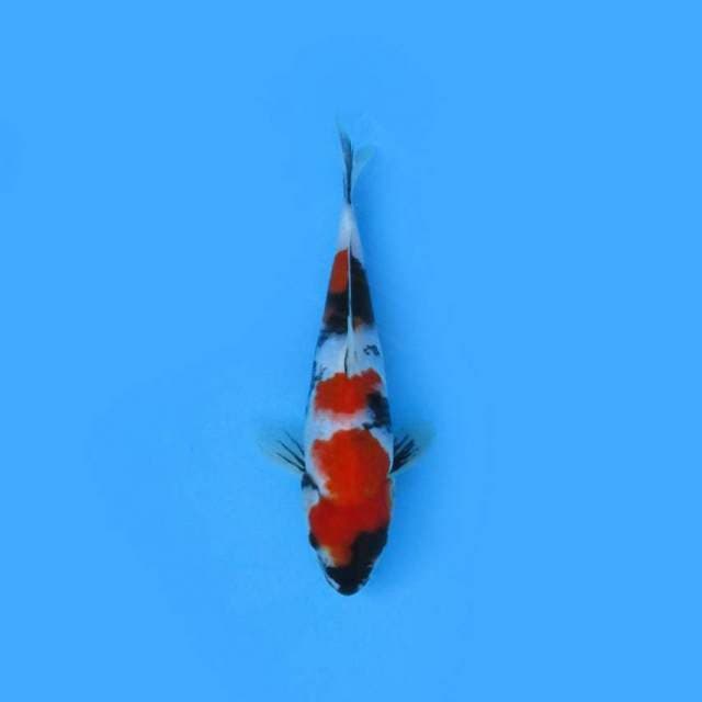 25CM - SHOWA SANSHOKU