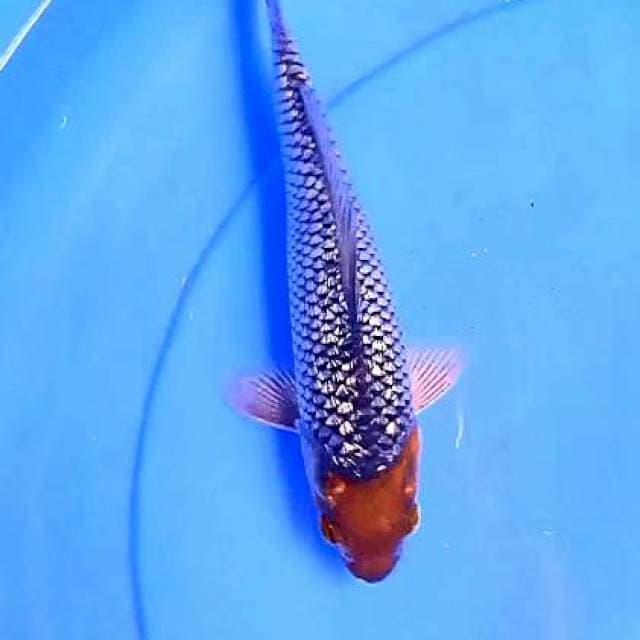 Tc ochigin 22 cm