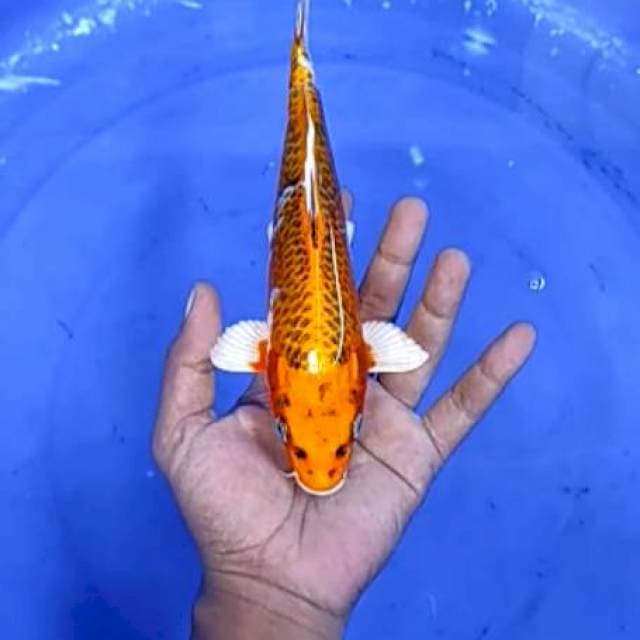 1. Kohaku - 24cm - jantan
