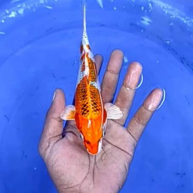 3.kujaku -18cm -jantan