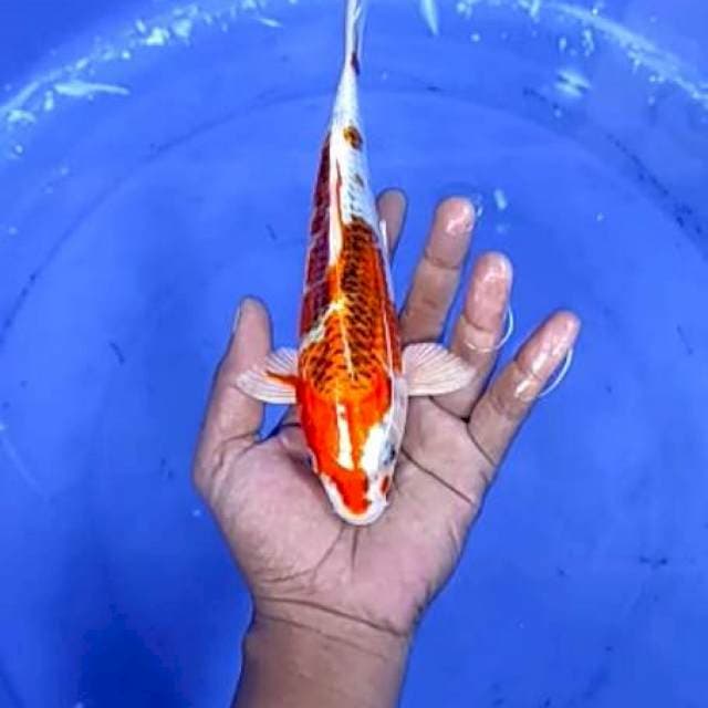 4.kujaku - 22cm - jantan