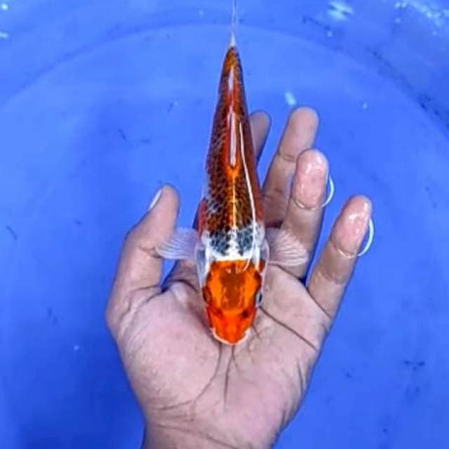 5. Kujaku - 19cm