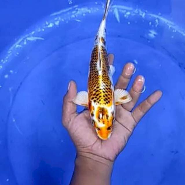 6. Kujaku - 26 cm - jantan