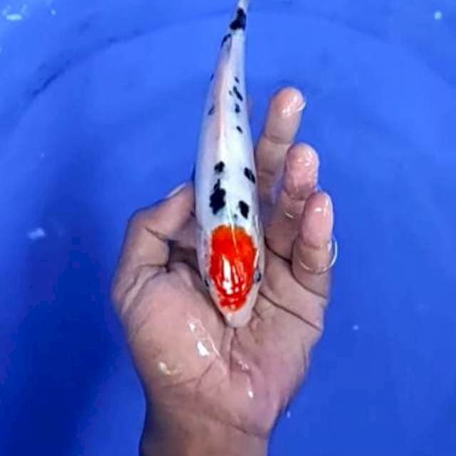 8. Doitsu aragoge - 19 cm