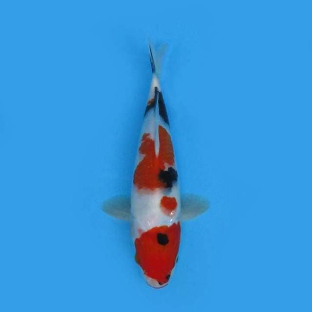 25CM - SASHI ZUMI SANKE