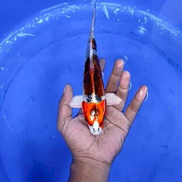 12. Kujaku - 23 cm - jantan