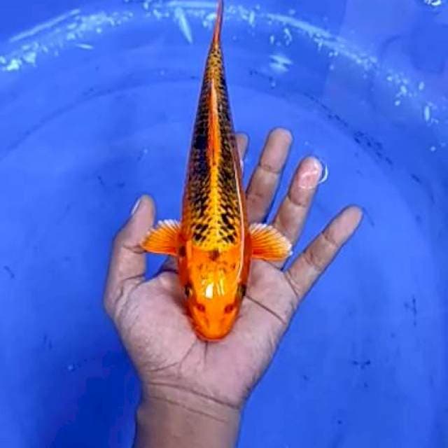 13. Kawarimono - 23 cm