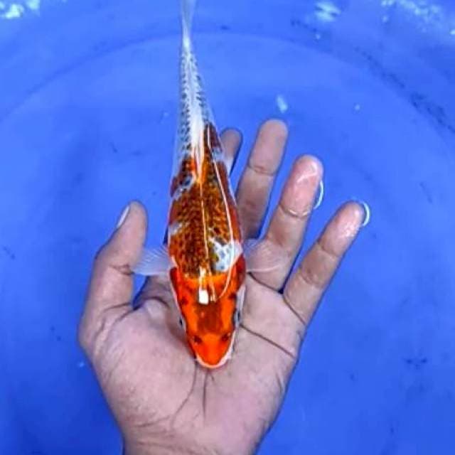 14. Goshiki - 21 cm
