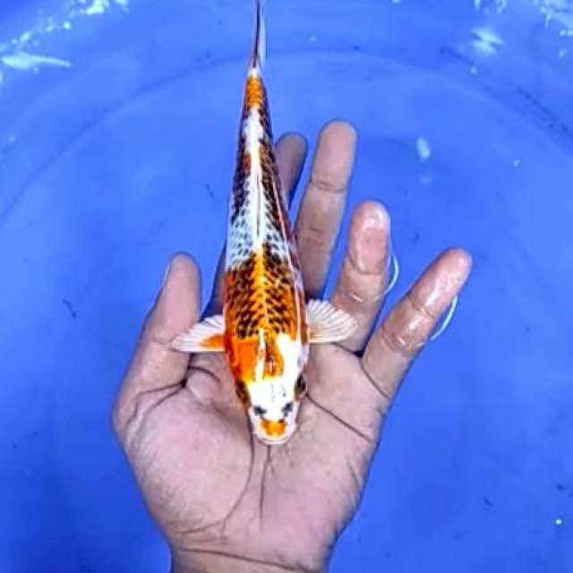 15. Kujaku - 19 cm - jantan