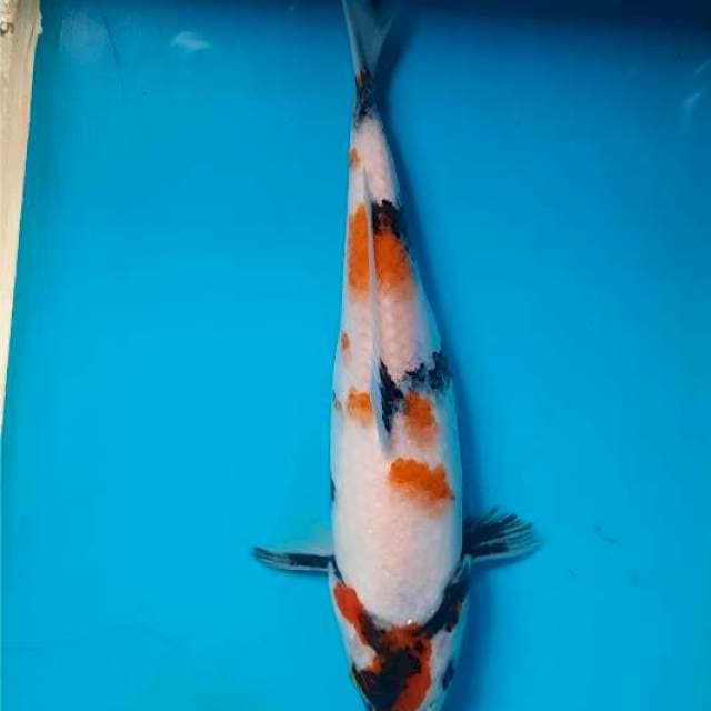 Maruten showa 25cm