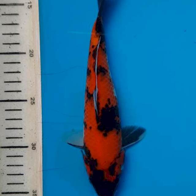 Hi showa 27cm