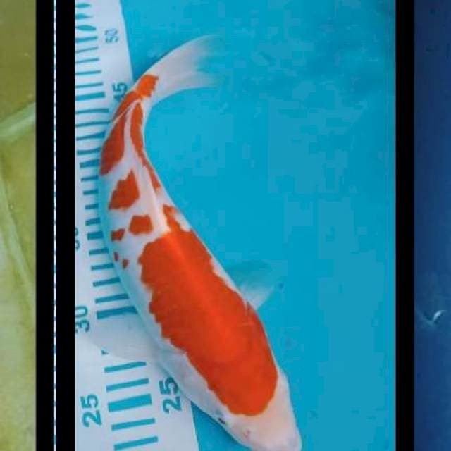Kohaku 30 cm