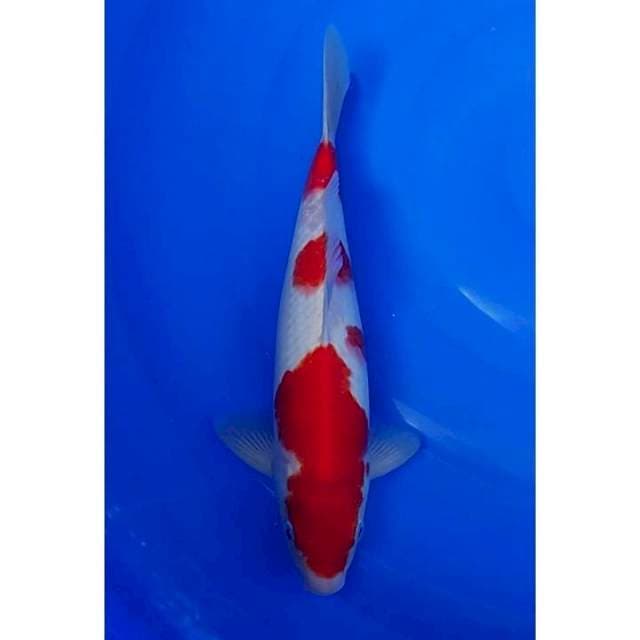 Super Red Strong Kohaku 3step 31cm (M)