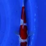 Kohaku 