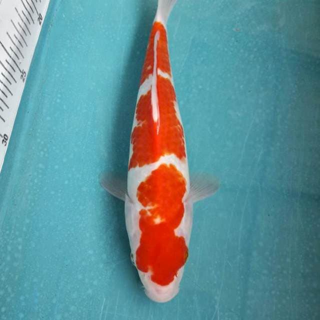 Kohaku