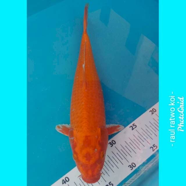 Orenji ni bocor