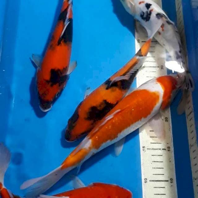 KOHAKU SANKE SHOWA 27-32 CM