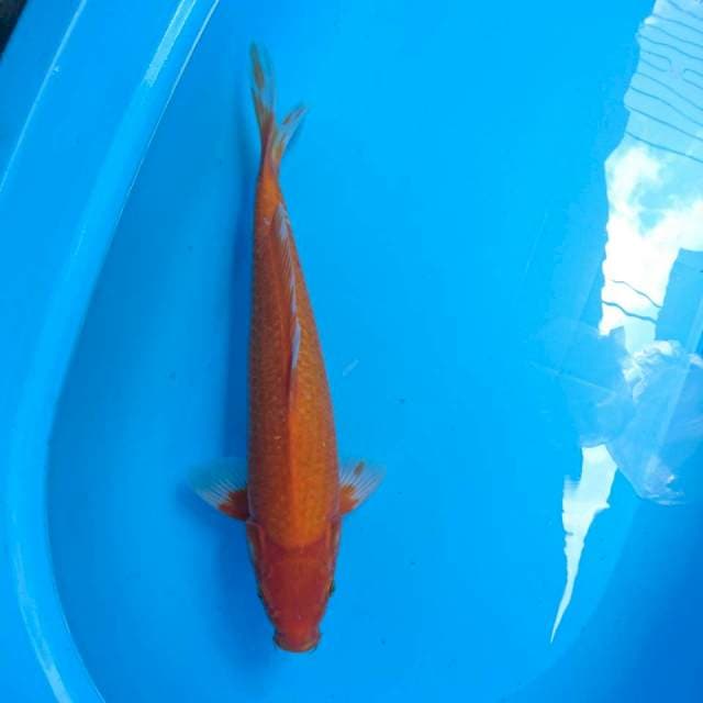 aka hajiro red