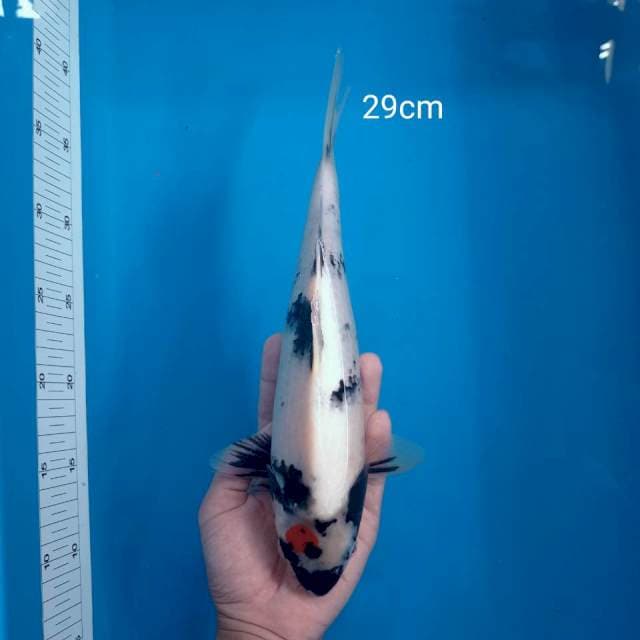 B. Tancho Showa Original || 29cm