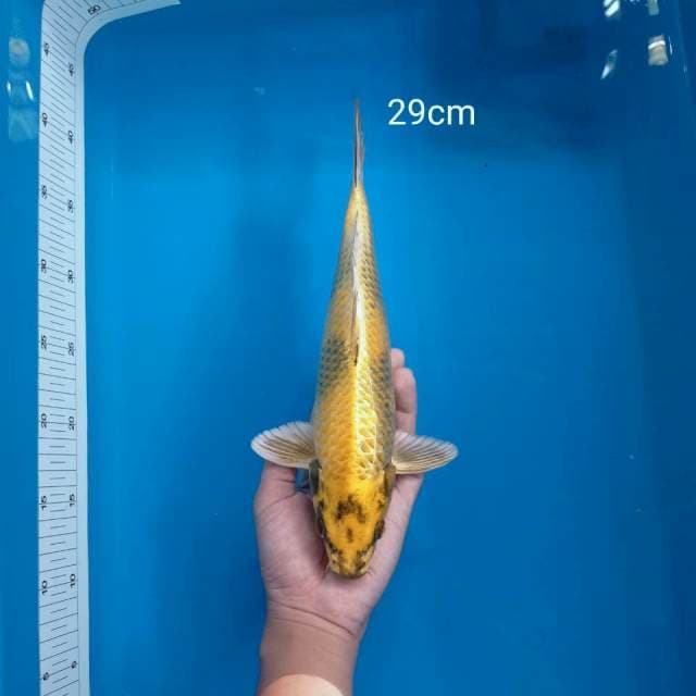 E. Kin Utsuri || 29cm