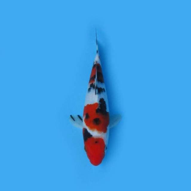 22CM - SHOWA SANSHOKU
