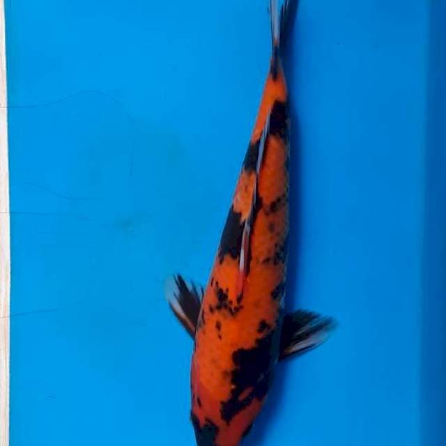 Hi showa 24cm
