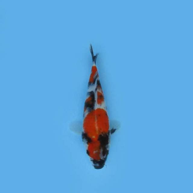 20CM - SHOWA SANSHOKU