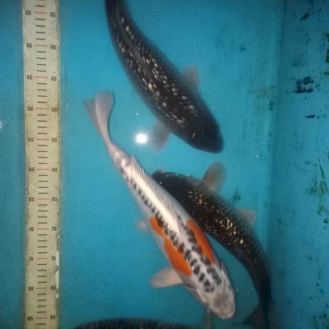 3 jumbo