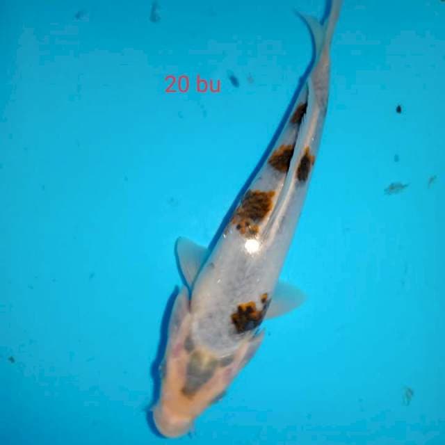 Goromo