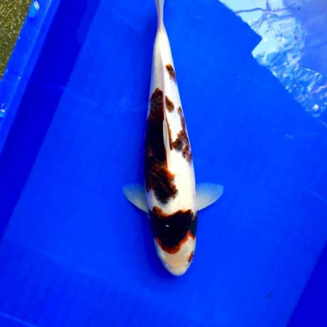 Goromo 36cm Female
