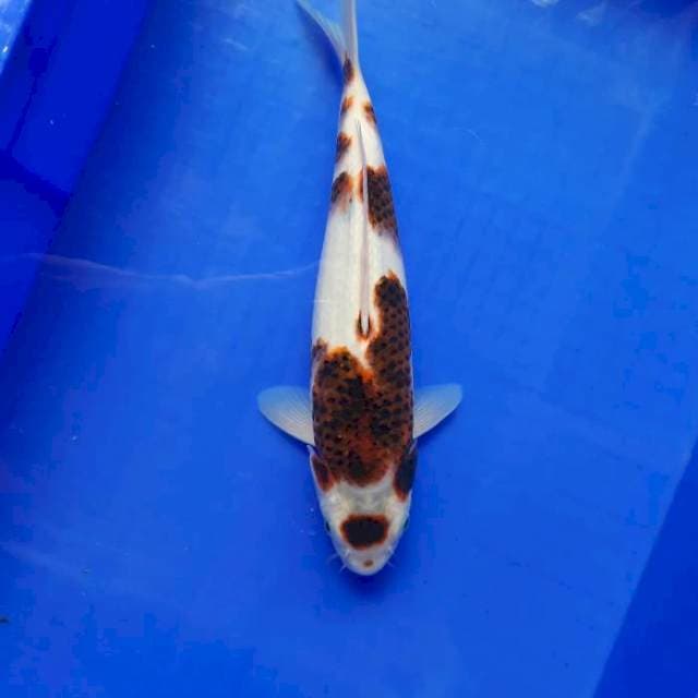 Maruten goromo 33cm FML