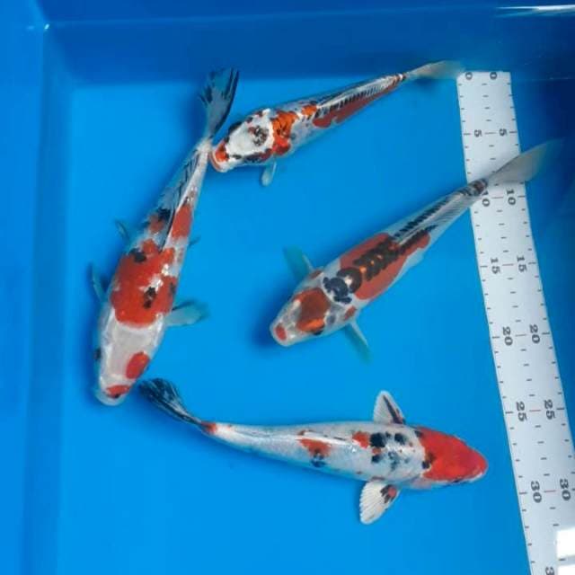 Paket mix 21-25cm