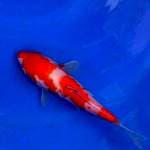 Kohaku 19cm ISA. Import dan Sertifikat