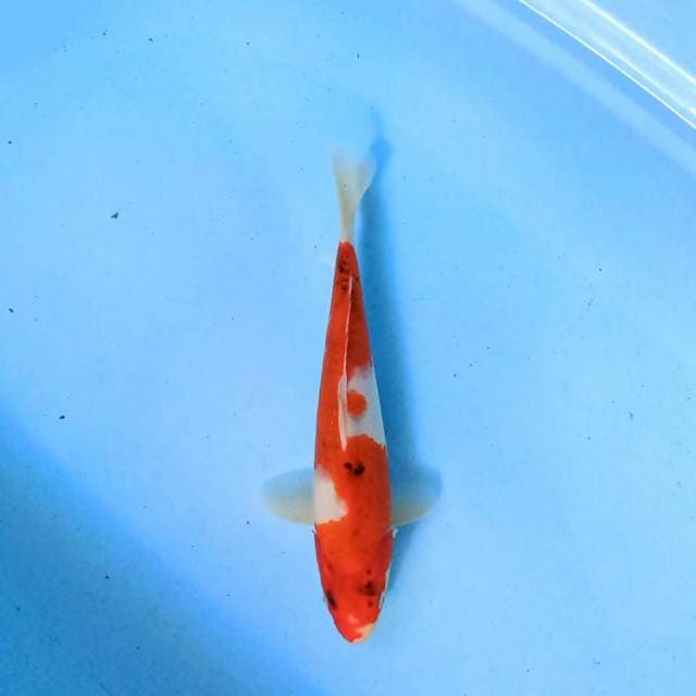 Showa Tetegoi 27 cm