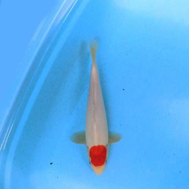 Tancho 27 cm